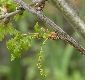 image of Quercus robur