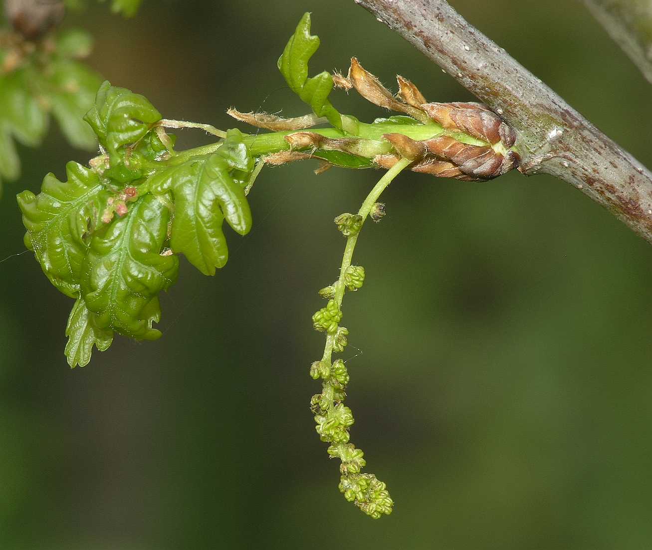 Fagaceae Quercus robur
