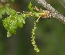 image of Quercus robur