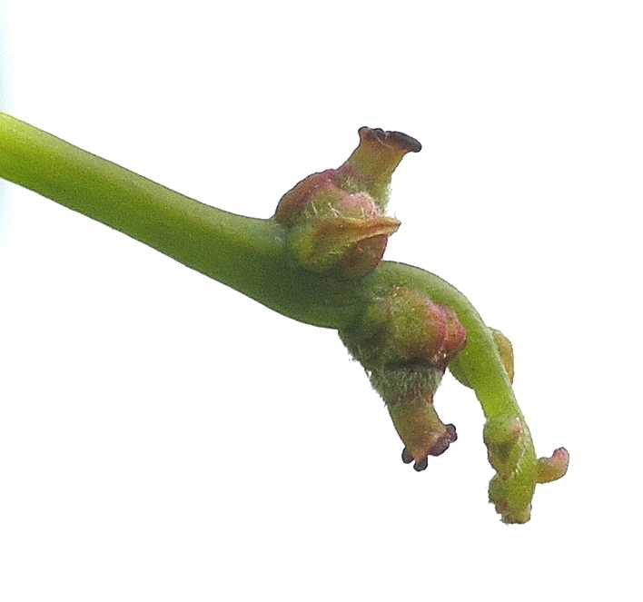 Fagaceae Quercus robur
