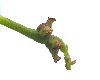 image of Quercus robur