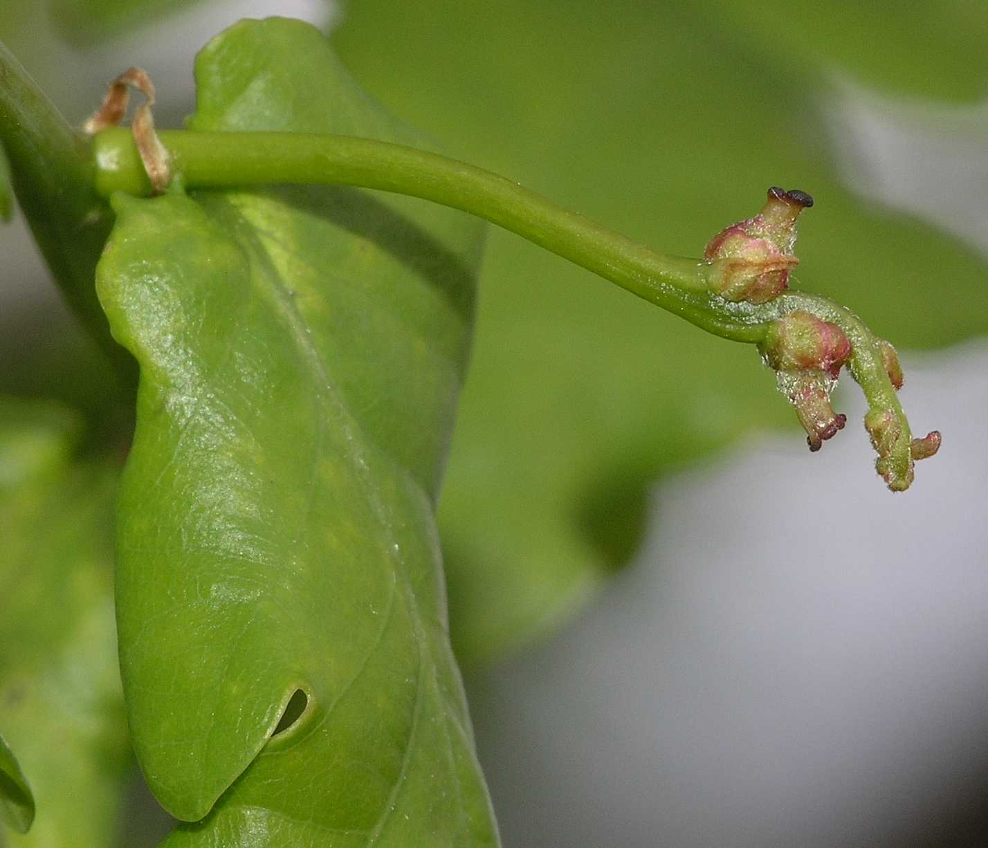 Fagaceae Quercus robur