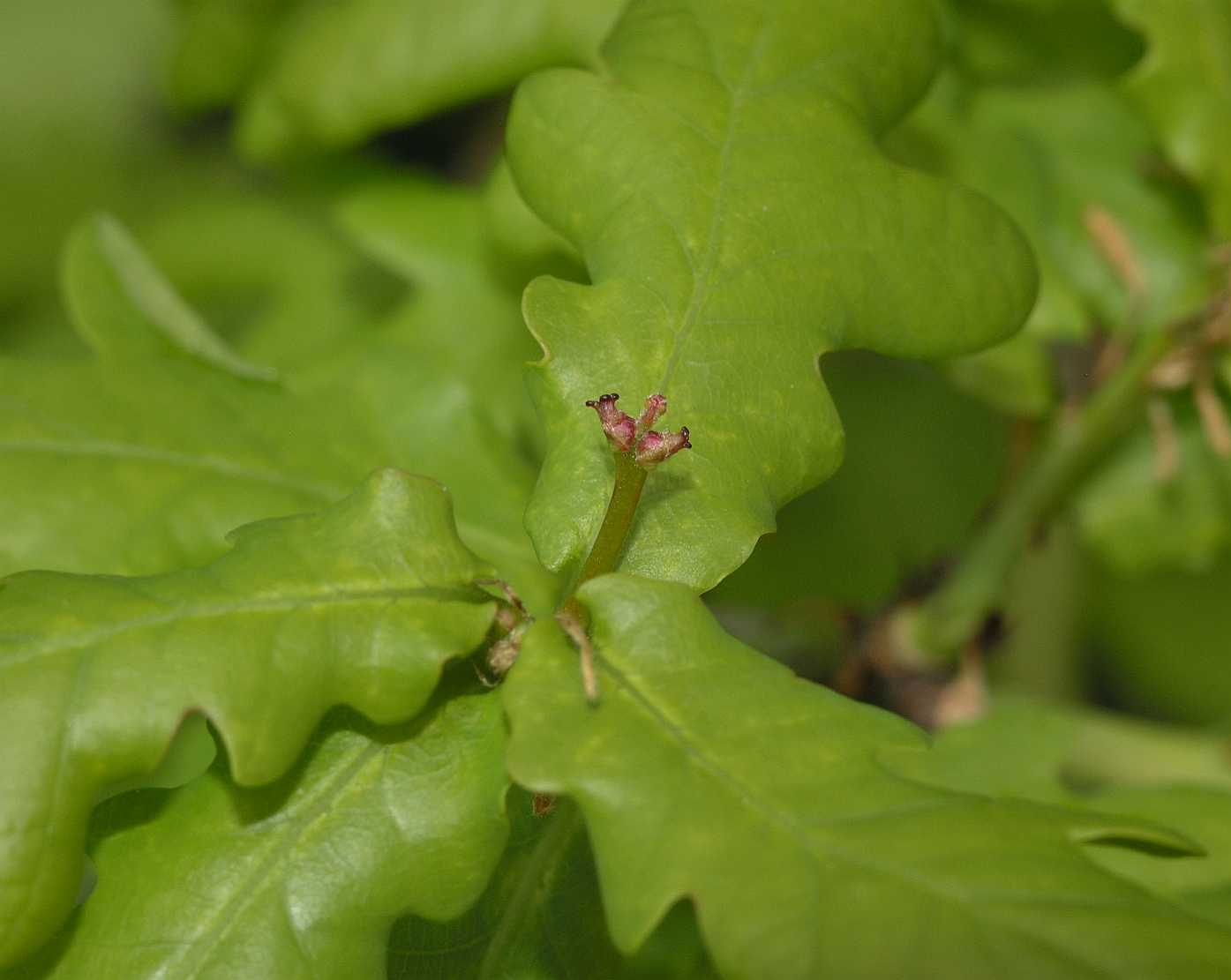 Fagaceae Quercus robur