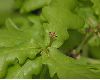 image of Quercus robur