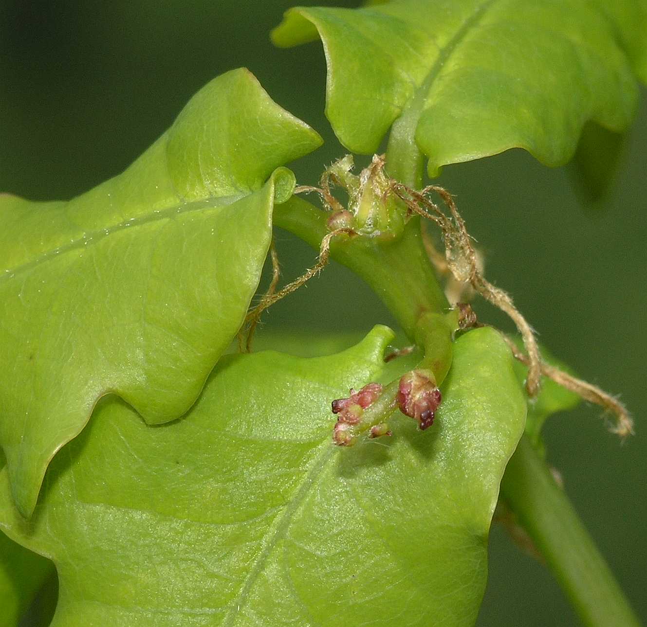 Fagaceae Quercus robur
