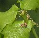 image of Quercus robur