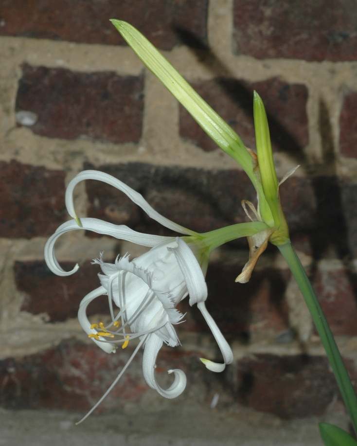 Amaryllidaceae Hymenocallis festalis
