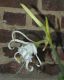 image of Hymenocallis festalis