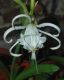 image of Hymenocallis festalis