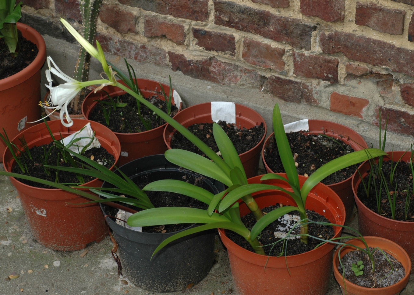 Amaryllidaceae Hymenocallis festalis