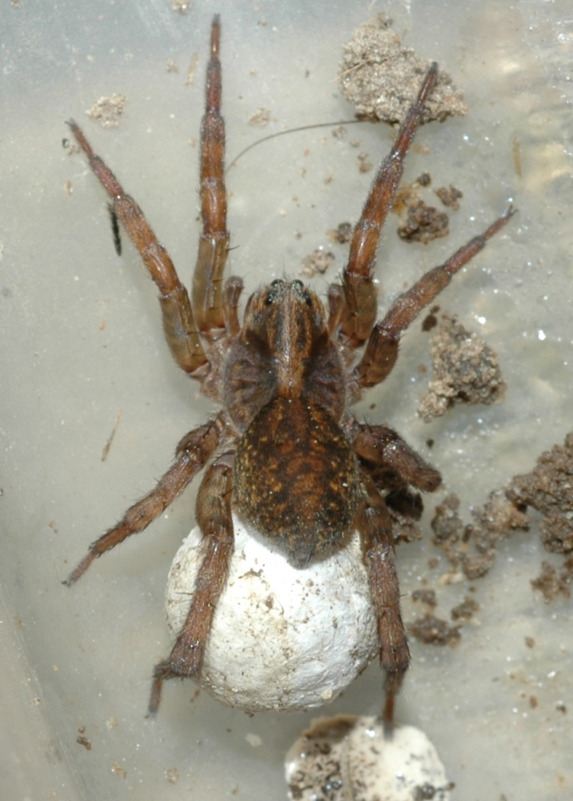 Lycosidae Pardosa 