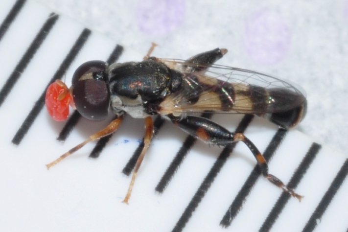 Syrphidae  