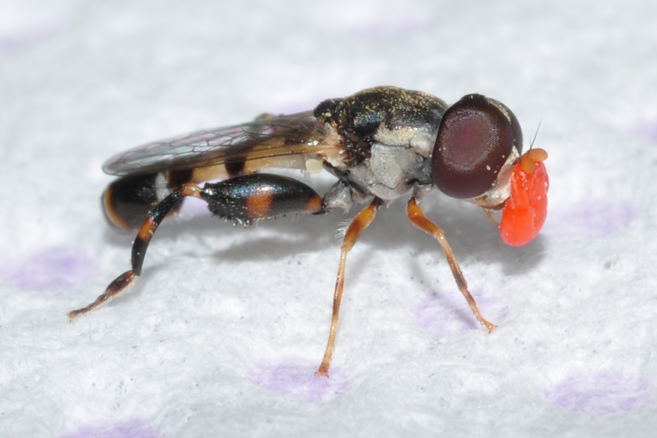 Syrphidae  