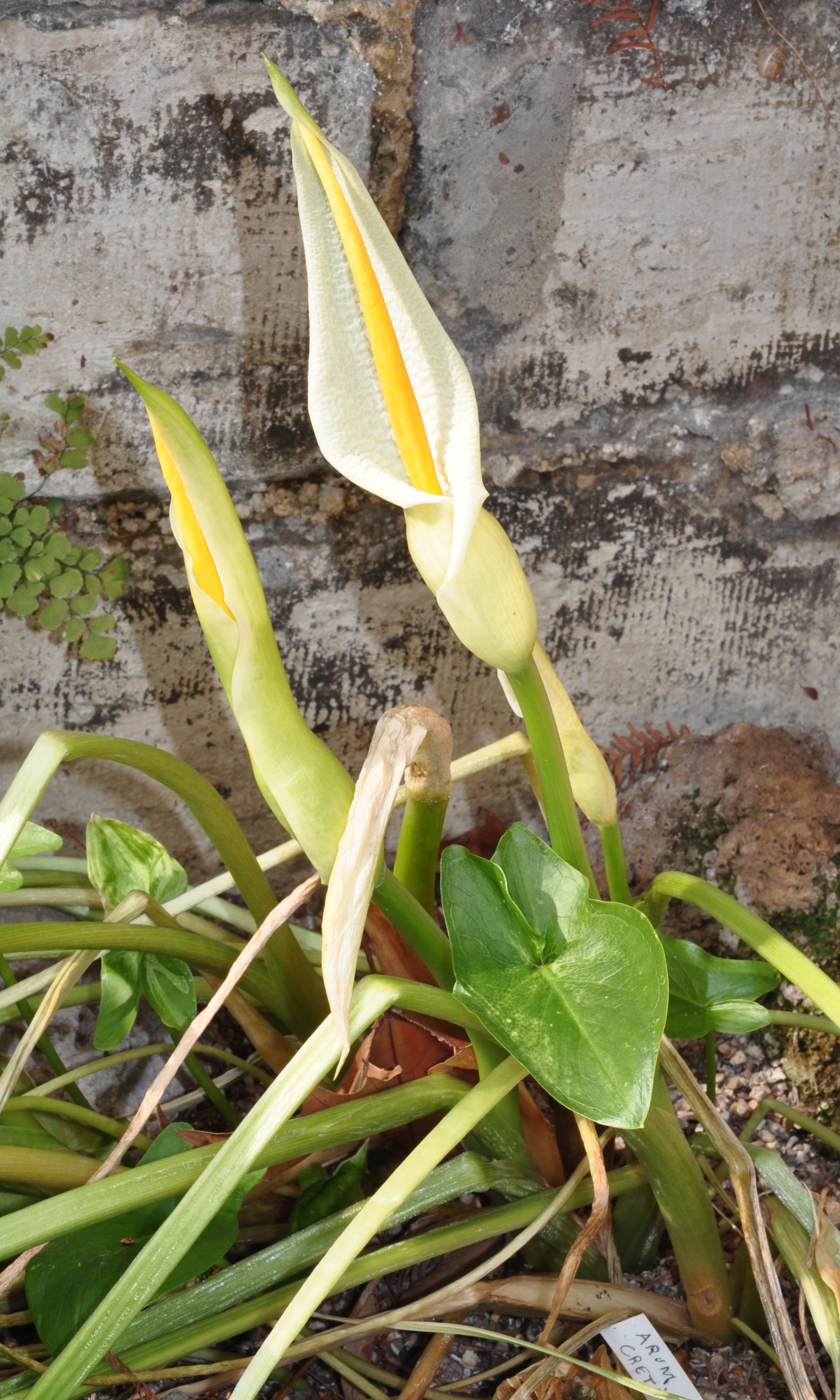 Araceae Arum creticum
