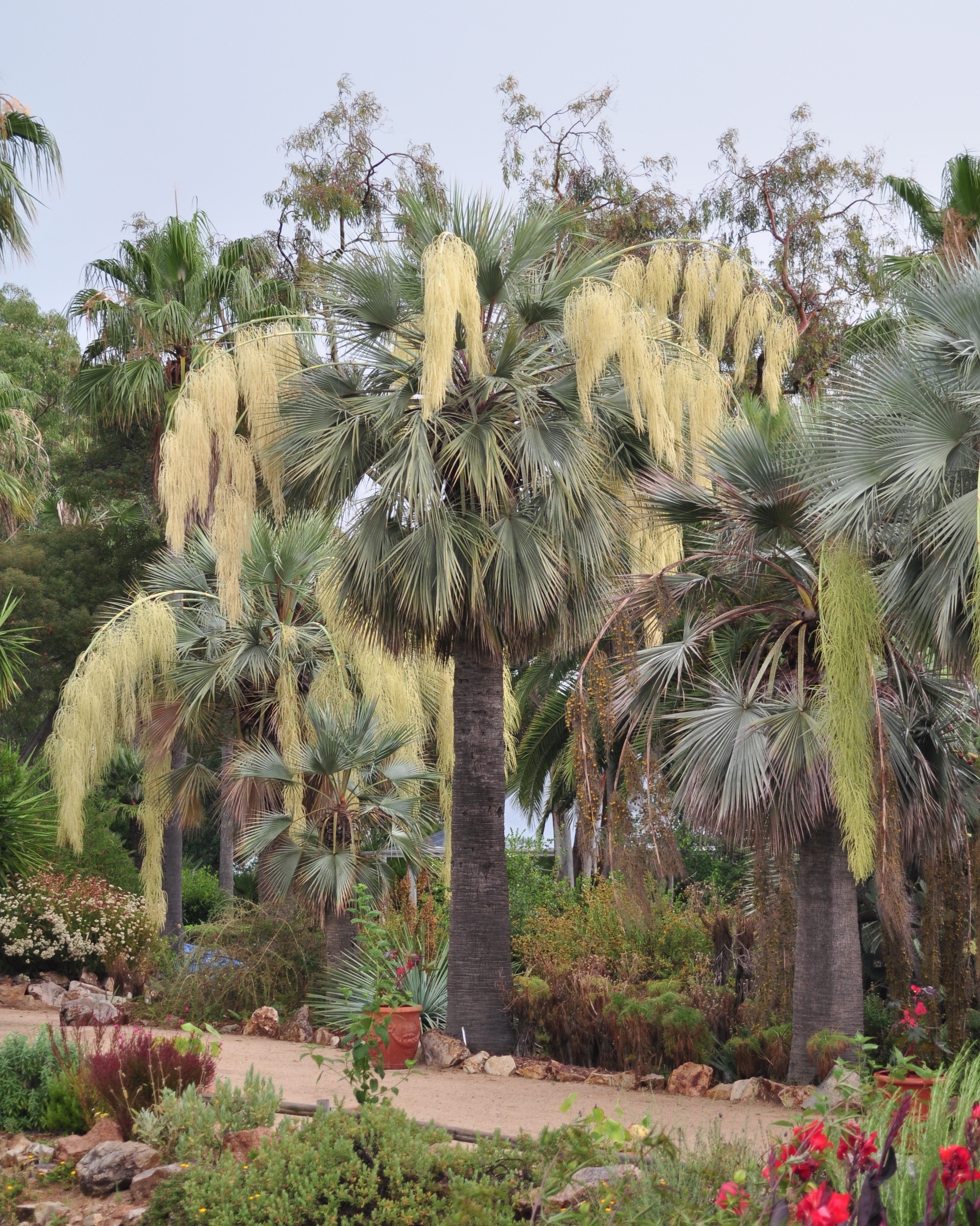 Arecaceae Brahea armata