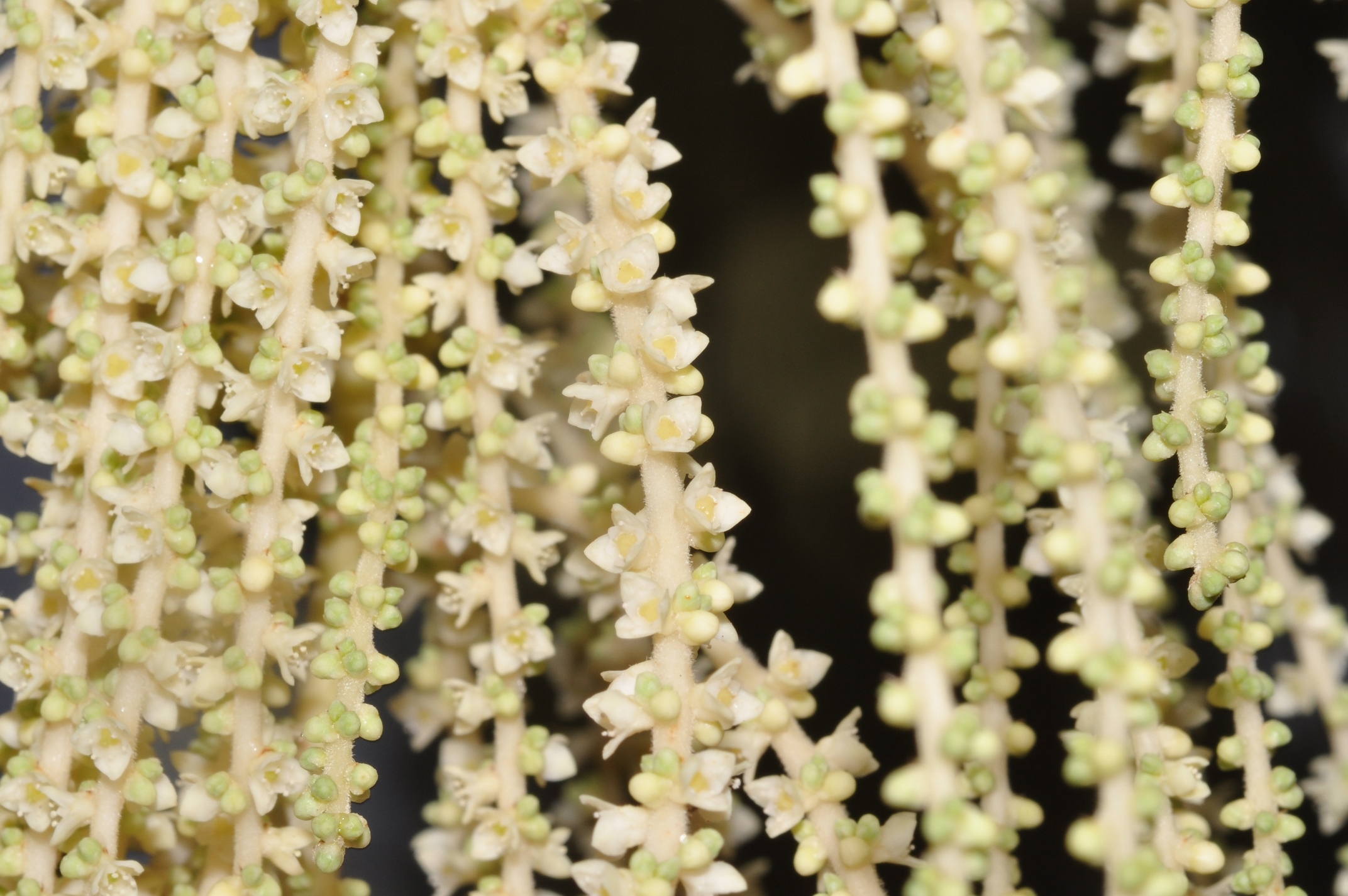 Arecaceae Brahea armata