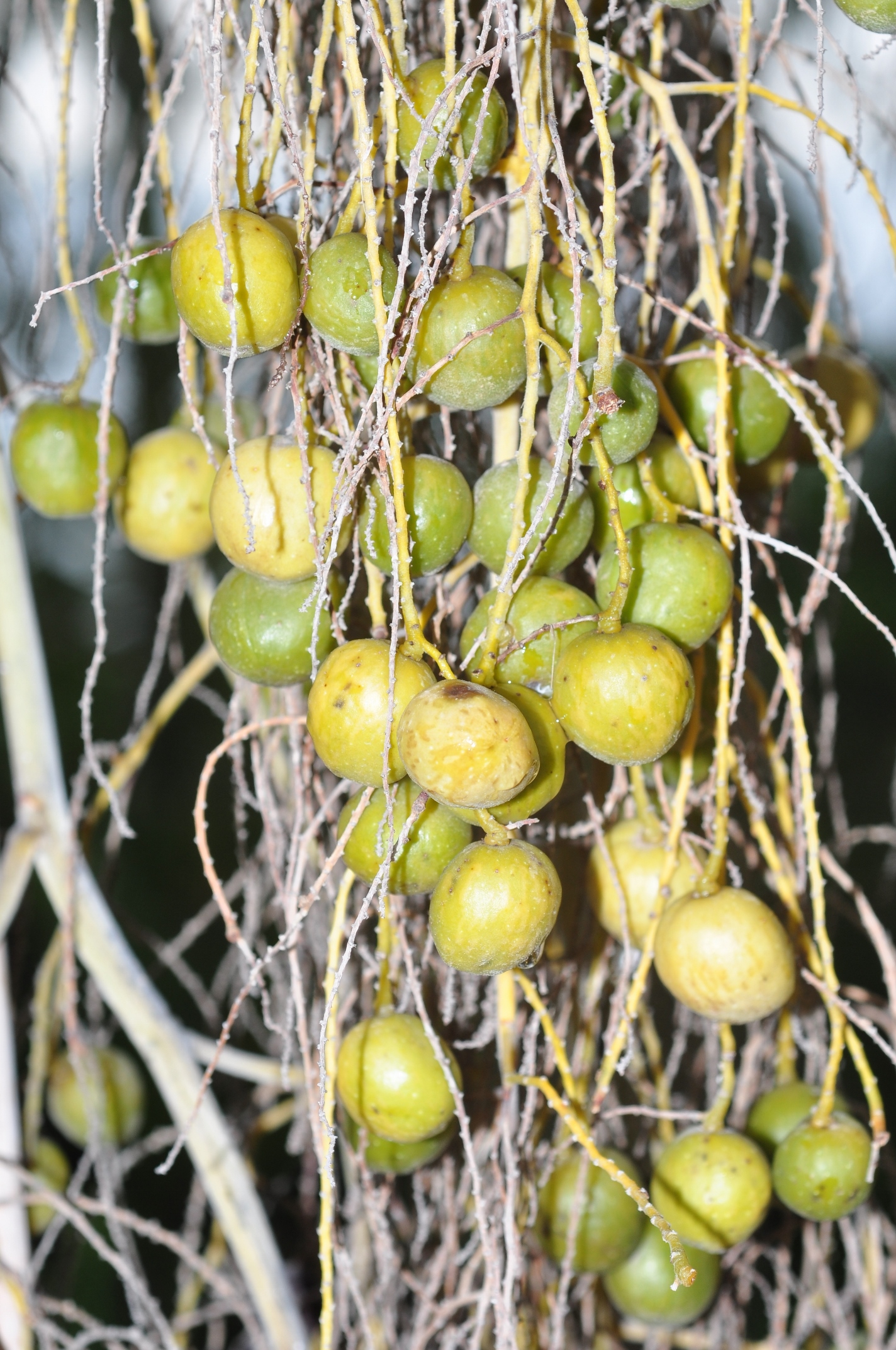 Arecaceae Brahea armata