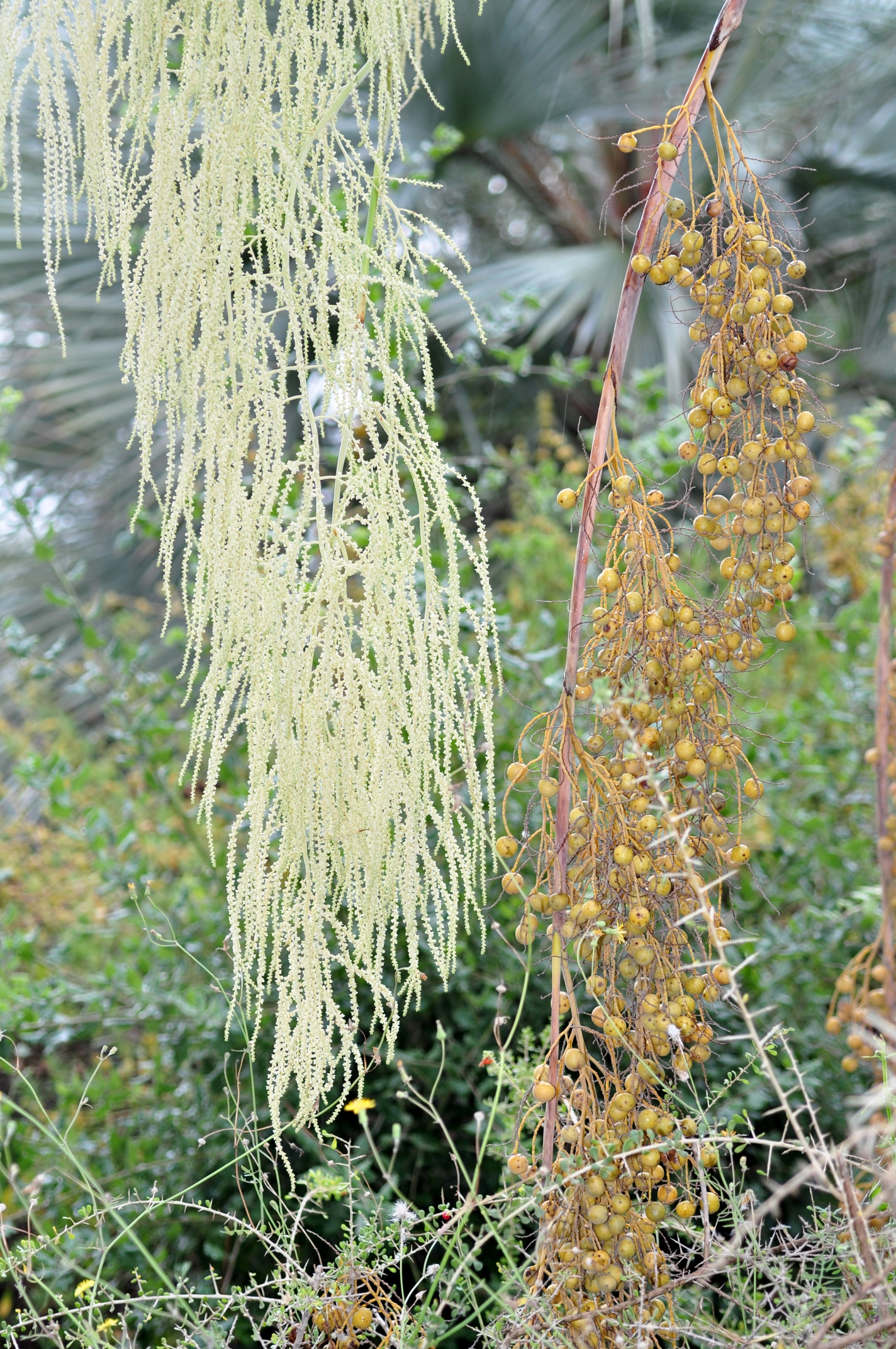 Arecaceae Brahea armata