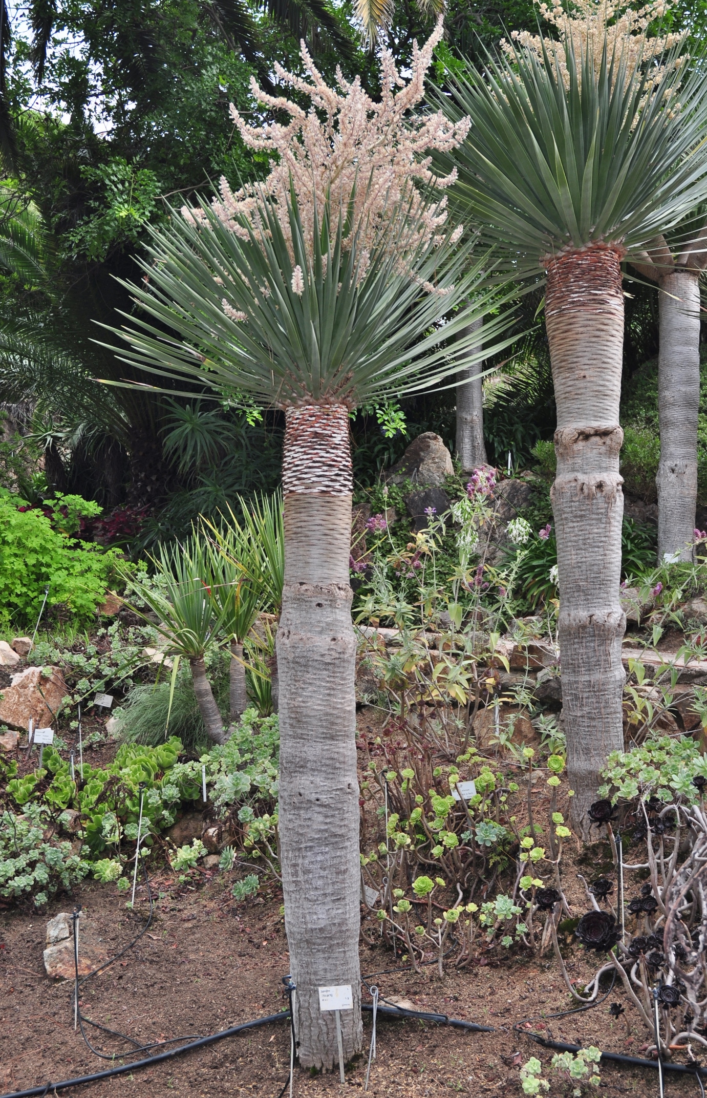Asparagaceae Dracaena draco