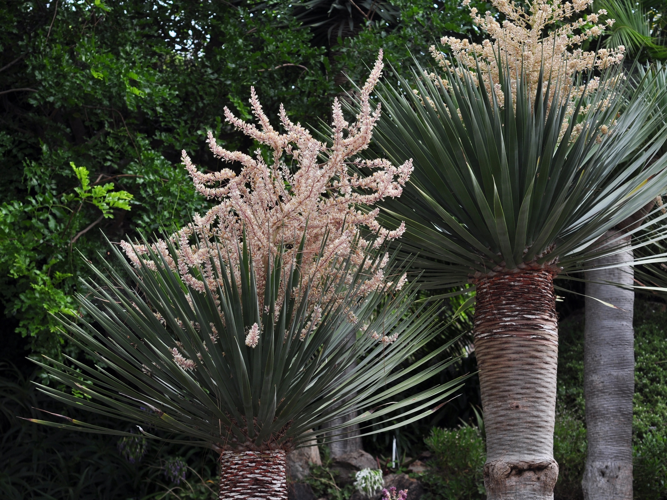 Asparagaceae Dracaena draco