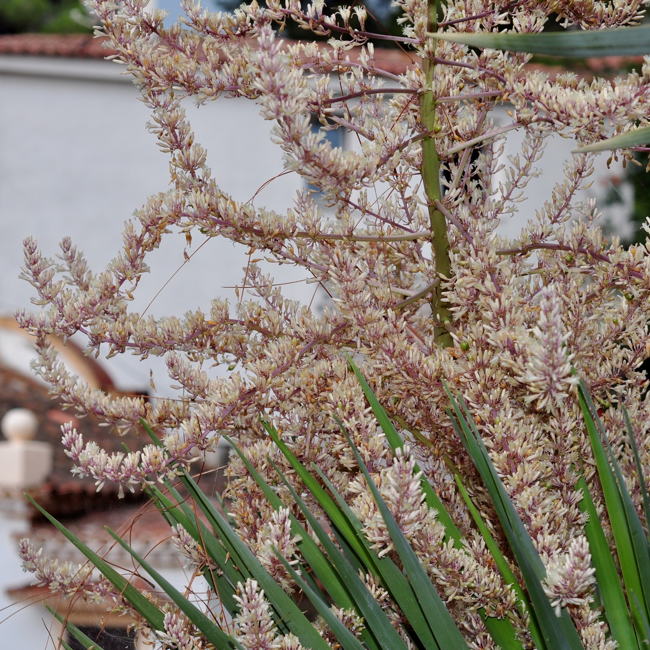 Asparagaceae Dracaena draco