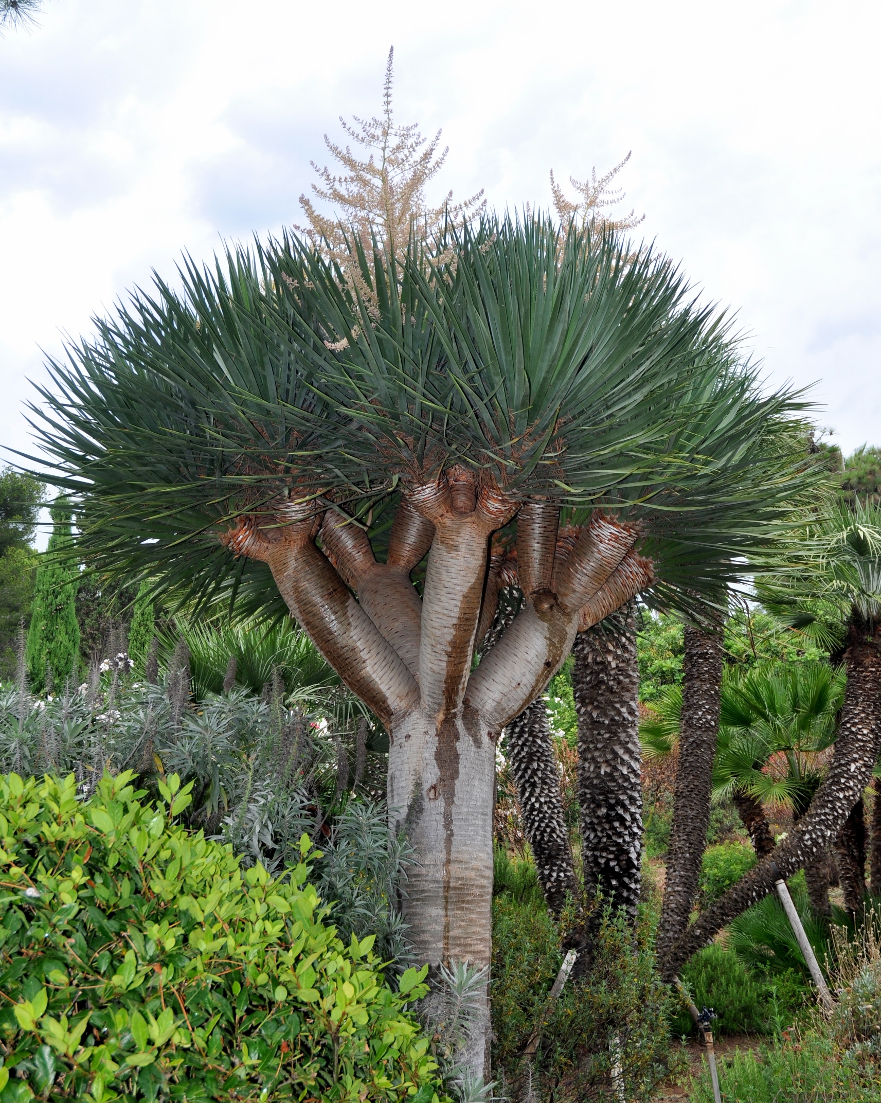 Asparagaceae Dracaena draco