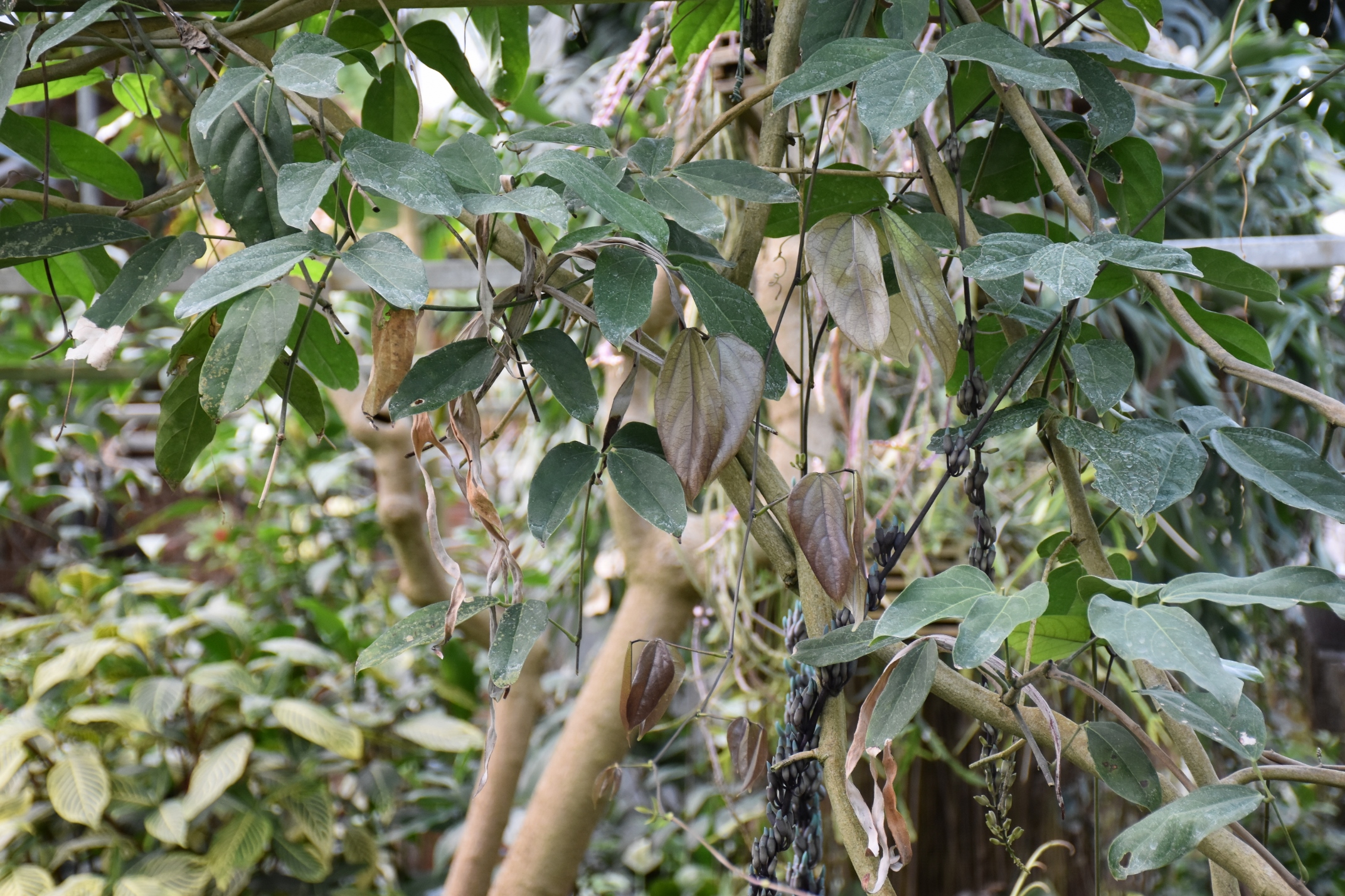 Fabaceae Strongylodon macrobotrys