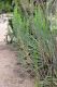 image of Baccharis linearis