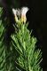 image of Baccharis linearis