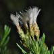 image of Baccharis linearis