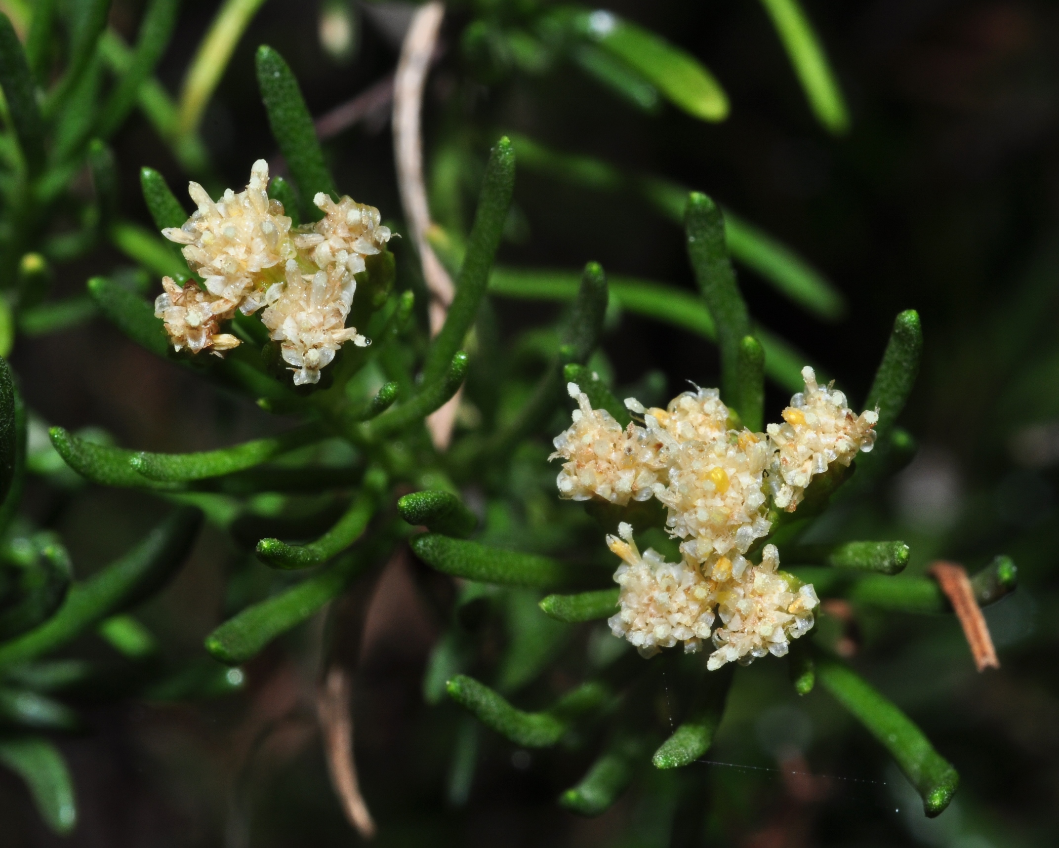 Asteraceae Baccharis linearis