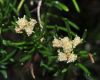 image of Baccharis linearis