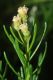 image of Baccharis linearis