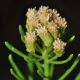 image of Baccharis linearis