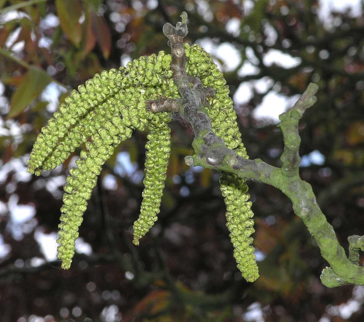 Juglandaceae Juglans regia