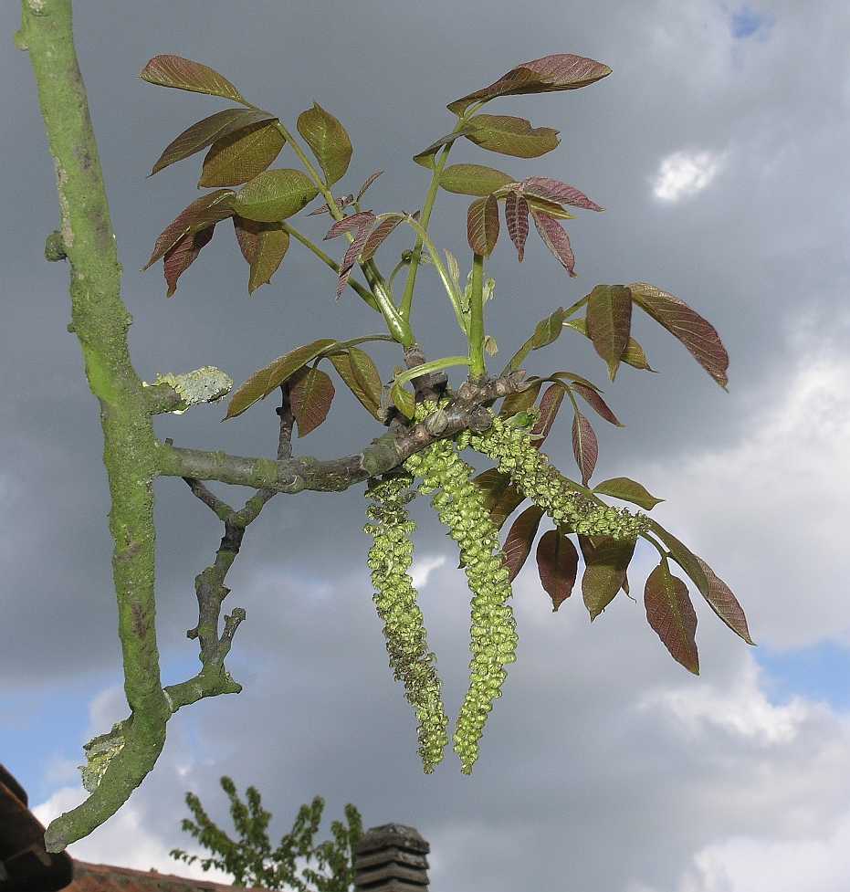 Juglandaceae Juglans regia