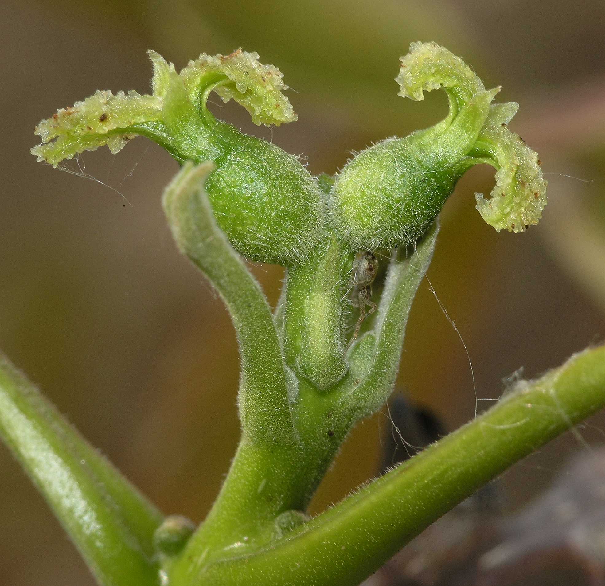 Juglandaceae Juglans regia