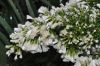 image of Baccharis linearis