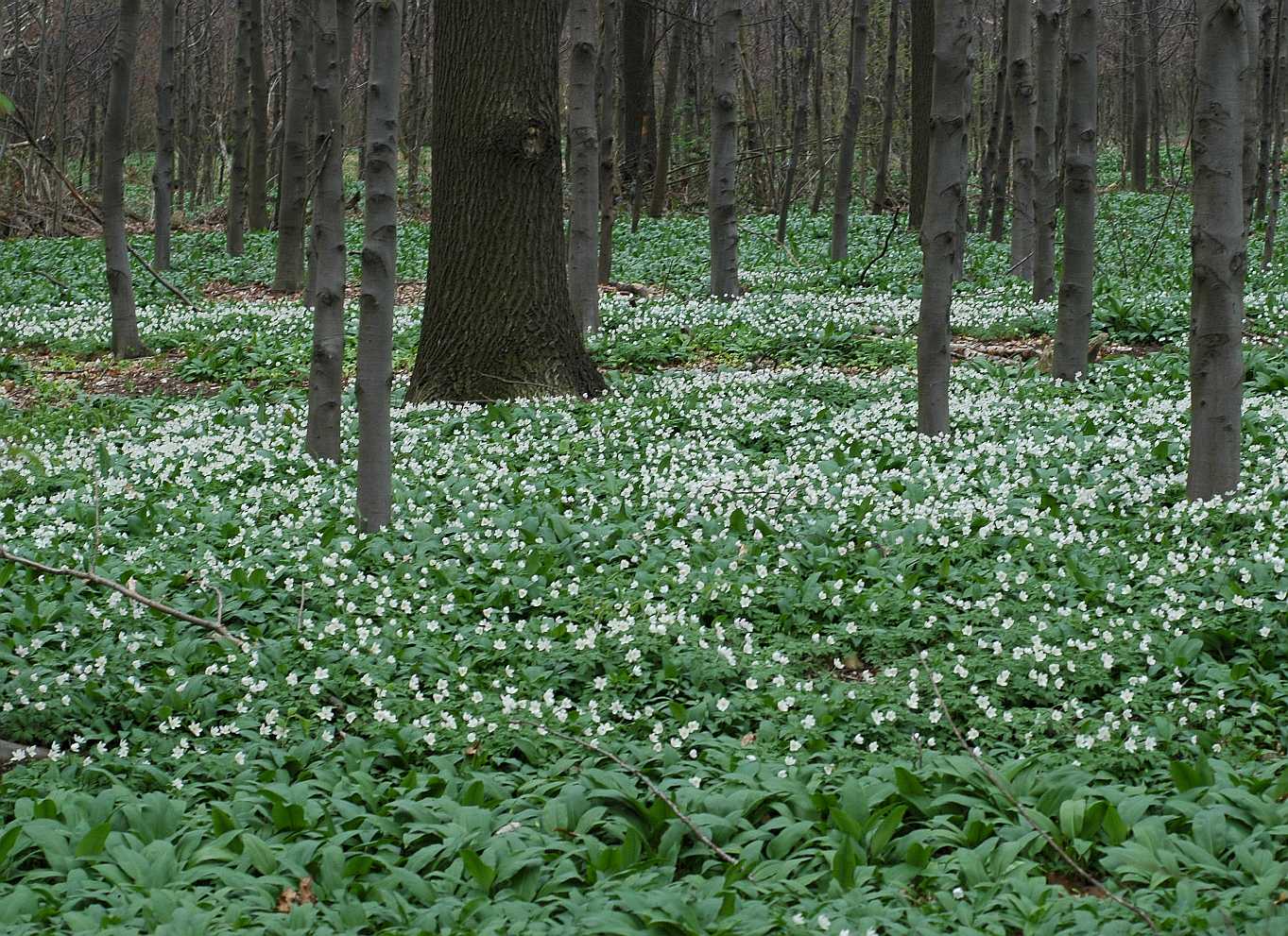 Amaryllidaceae Allium ursinum