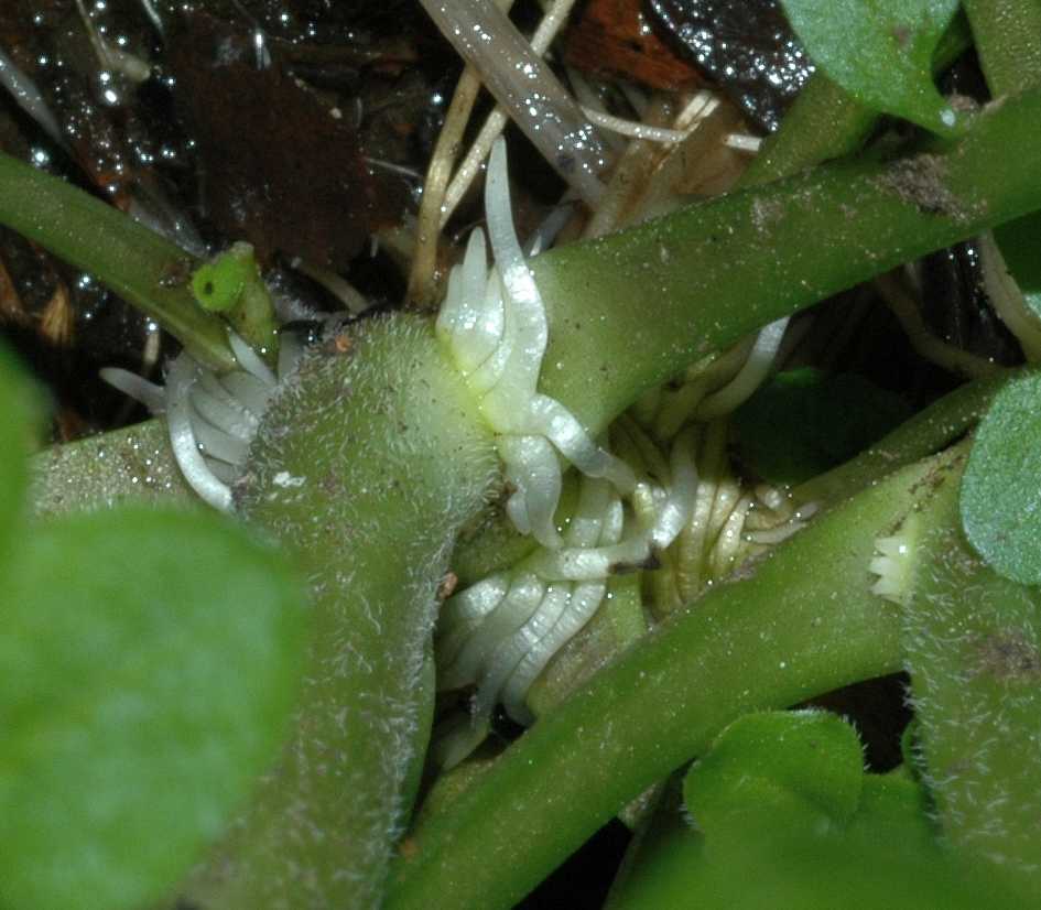 Brassicaceae Cardamine pratensis