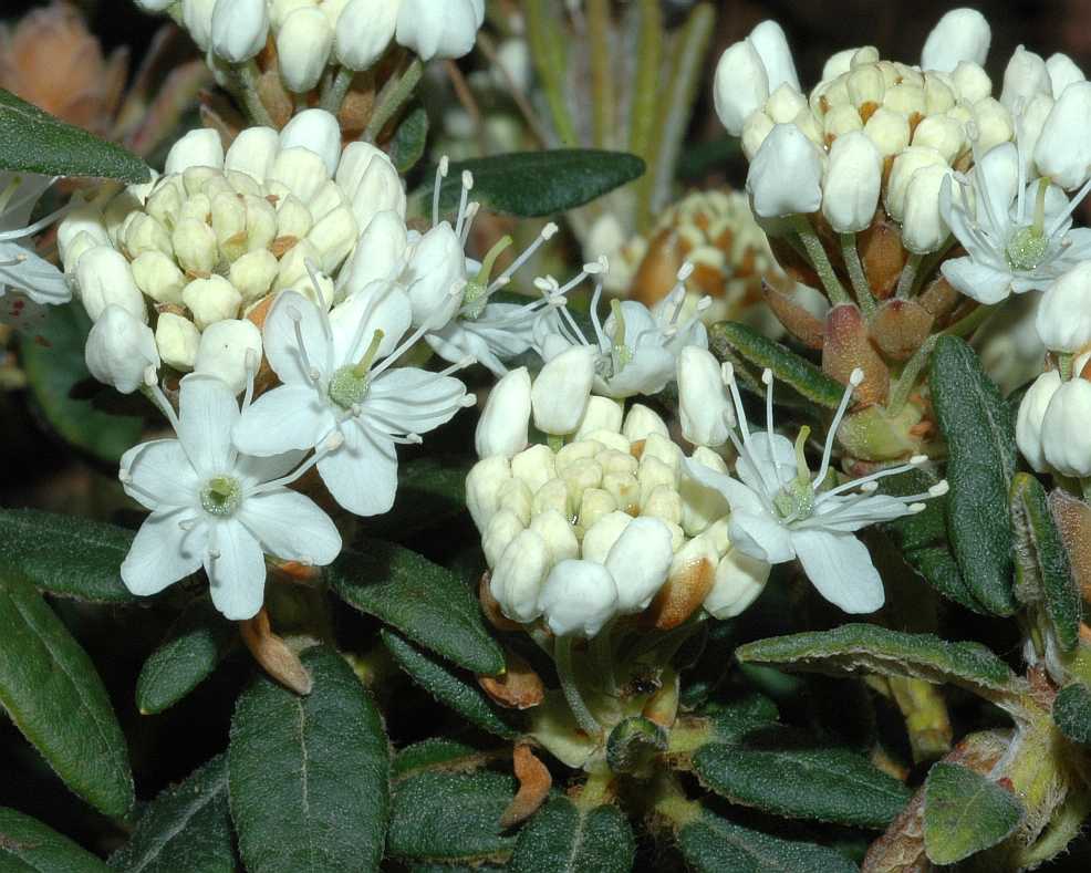 Ericaceae Ledum groenlandicum