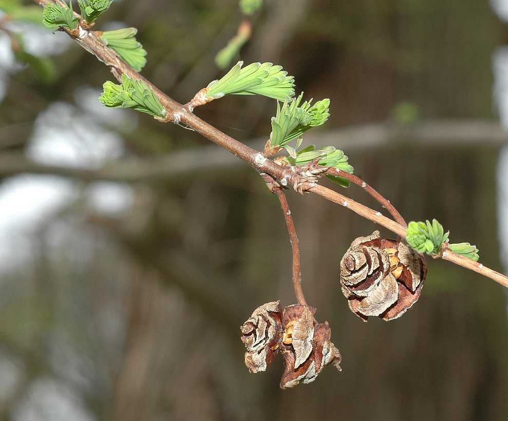 Cupressaceae Metasequoia glyptostroboides