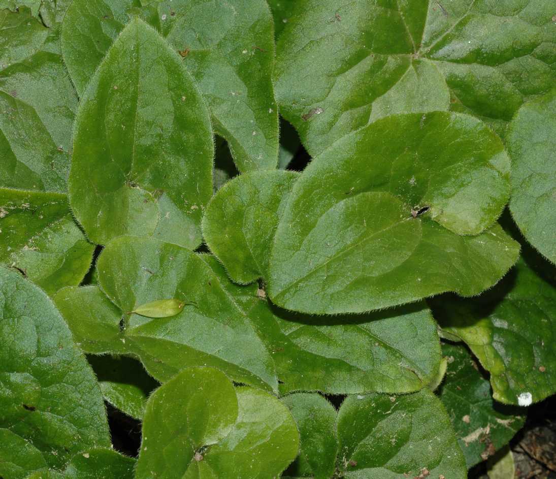 Aristolochiaceae Asarum lemmonii