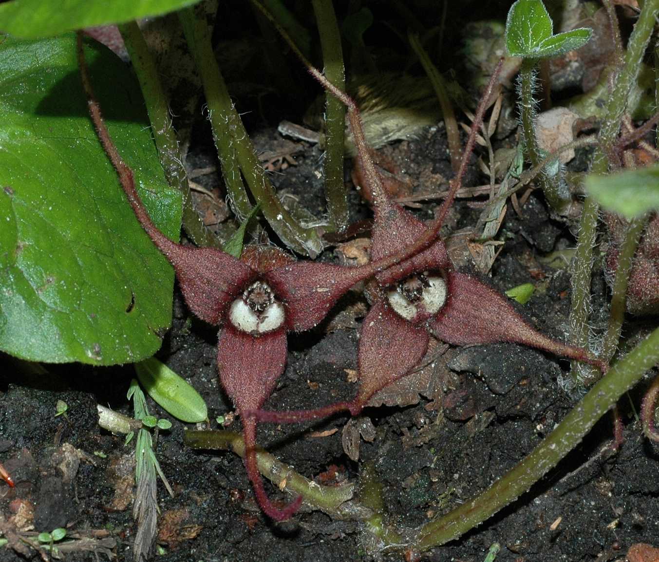 Aristolochiaceae Asarum lemmonii