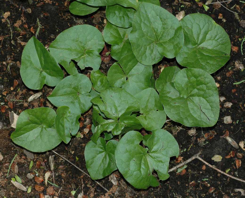 Aristolochiaceae Asarum lemmonii