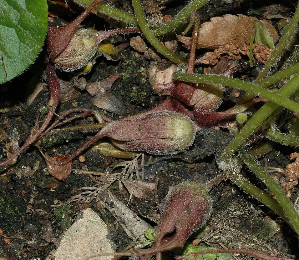 Aristolochiaceae Asarum lemmonii