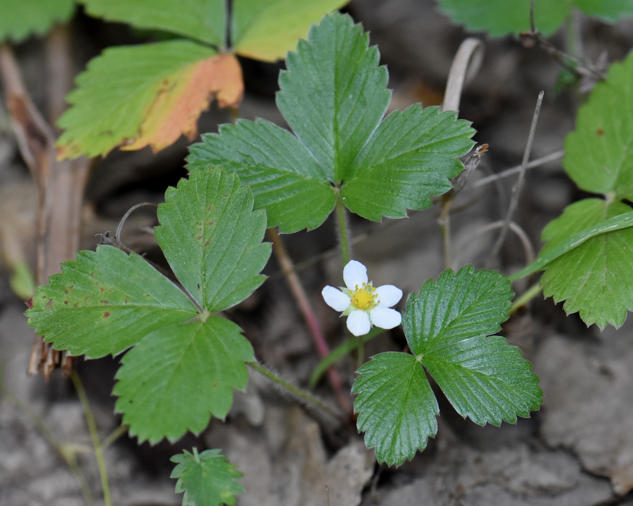 Rosaceae Fragaria vesca