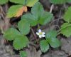image of Fragaria vesca