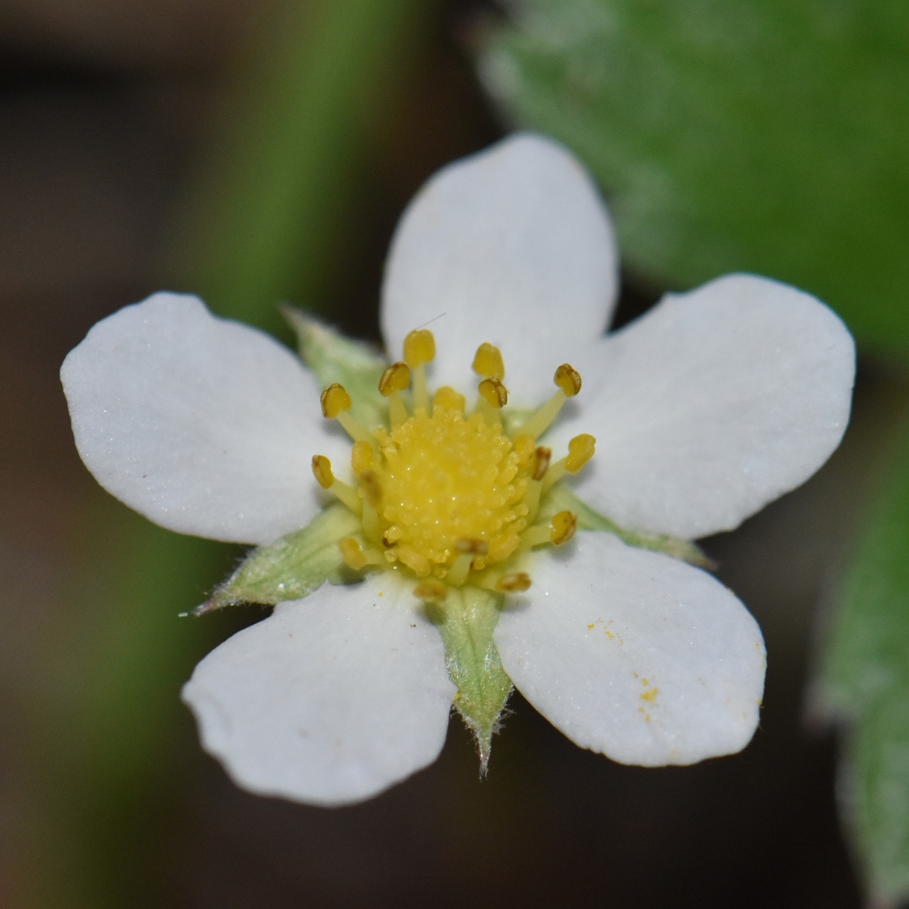 Rosaceae Fragaria vesca