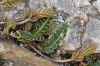 image of Sedum forsterianum